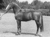 stallion Fernando (KWPN (Royal Dutch Sporthorse), 1987, from Wouter)