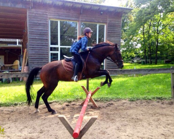 broodmare Stute von Weltmeyer (Württemberger, 2006, from Weltmeyer)