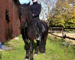 Pferd Charlu Queen Mum's Revenge (Fell Pony,  , von Wildhoeve Moonlight Ranger II)