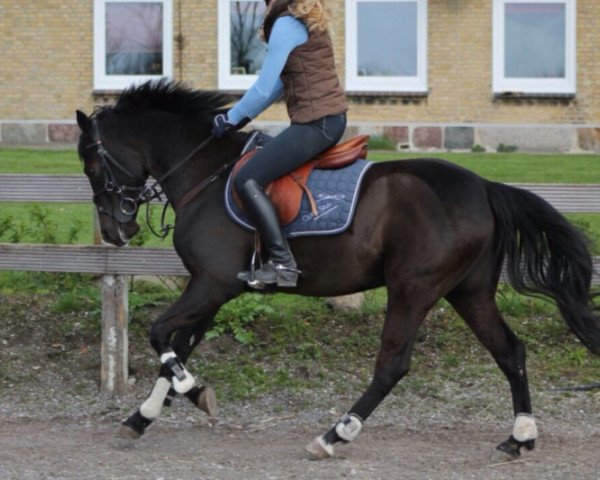 dressage horse Nogger Choc 4 (German Riding Pony, 2009, from Nuts)