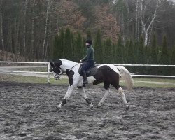 Pferd Elegant (Polnisches Warmblut, 2010)