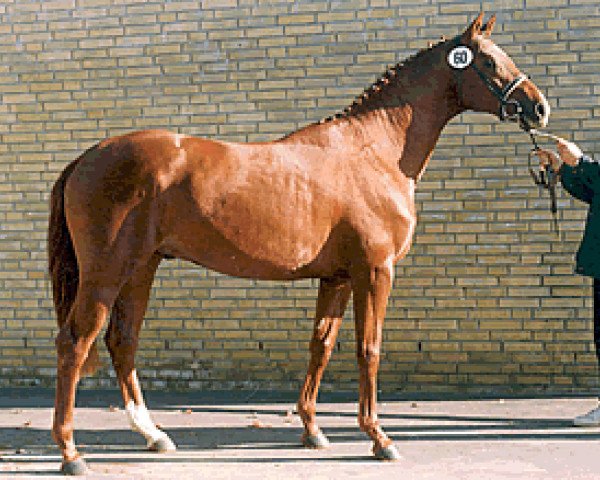 stallion Tolstoi (Trakehner, 1989, from Kostolany)