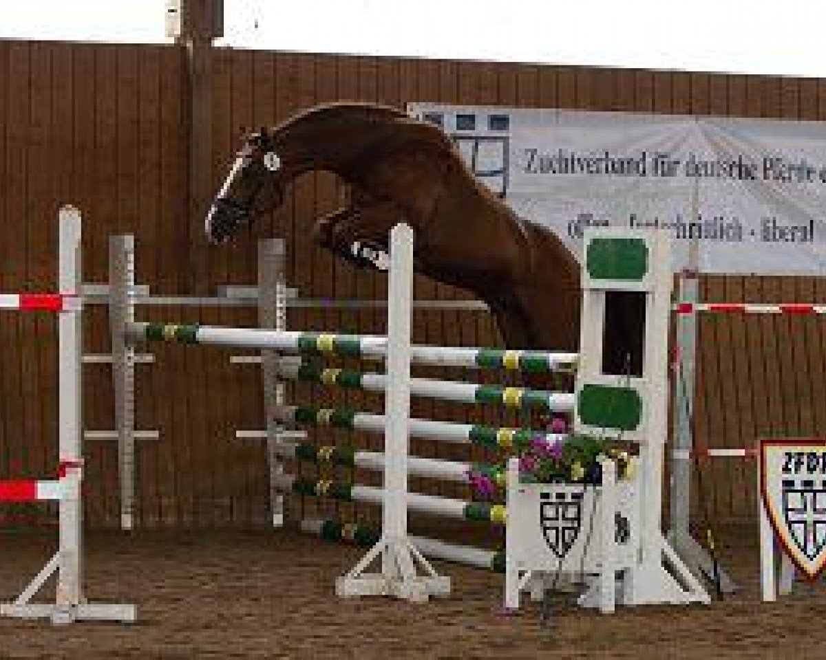 stallion Dabuten van Overis Z (Zangersheide riding horse, 2009, from Darco)