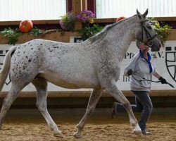 broodmare Shari (Knabstrupper, 2005, from Svante af Hestedale)