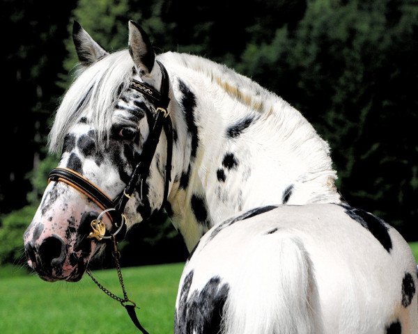 stallion MH Turmalin (Knabs) (Knabstrupper, 2008, from MH Tarabas)