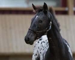 broodmare Skaerlyn af Saskibard (Knabstrupper, 2014, from MH Turmalin (Knabs))