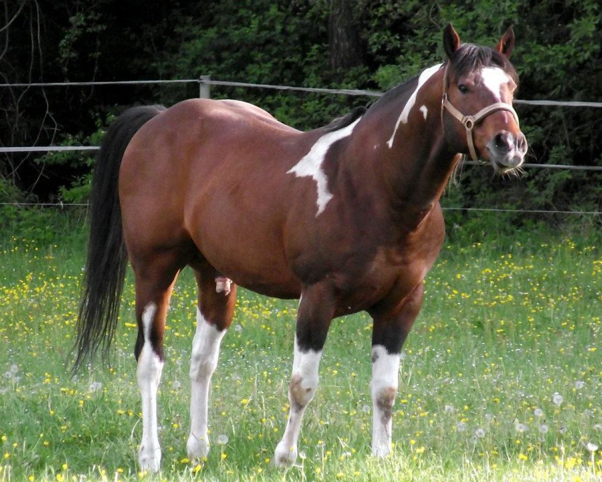 stallion Whinny Blue Centenial (Paint Horse,  )