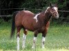 Deckhengst Whinny Blue Centenial (Paint Horse,  )