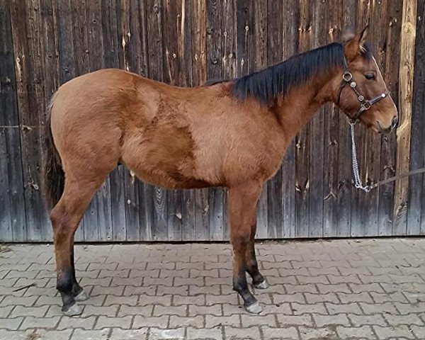 dressage horse Snickers (Paint Horse, 2014, from Whinny Blue Centenial)