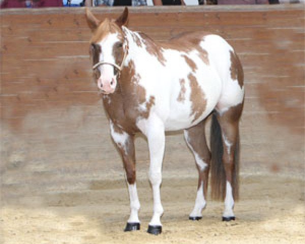 broodmare Invitation Miss (Paint Horse, 2005, from Calicos D Invitation)