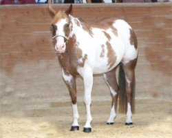 broodmare Invitation Miss (Paint Horse, 2005, from Calicos D Invitation)