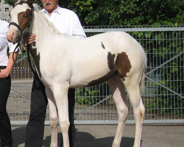 Zuchtstute Lucie (Pinto/Hunter, 2014, von A Special Zip)