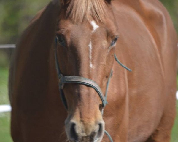 Pferd Baska (Österreichisches Warmblut, 2003)