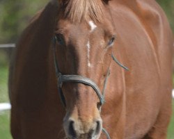 Pferd Baska (Österreichisches Warmblut, 2003)