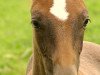 jumper Street Life (Hanoverian, 2011, from Salut Bonheur)