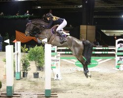 jumper Ninparo (Oldenburg show jumper, 2008, from Nintender)