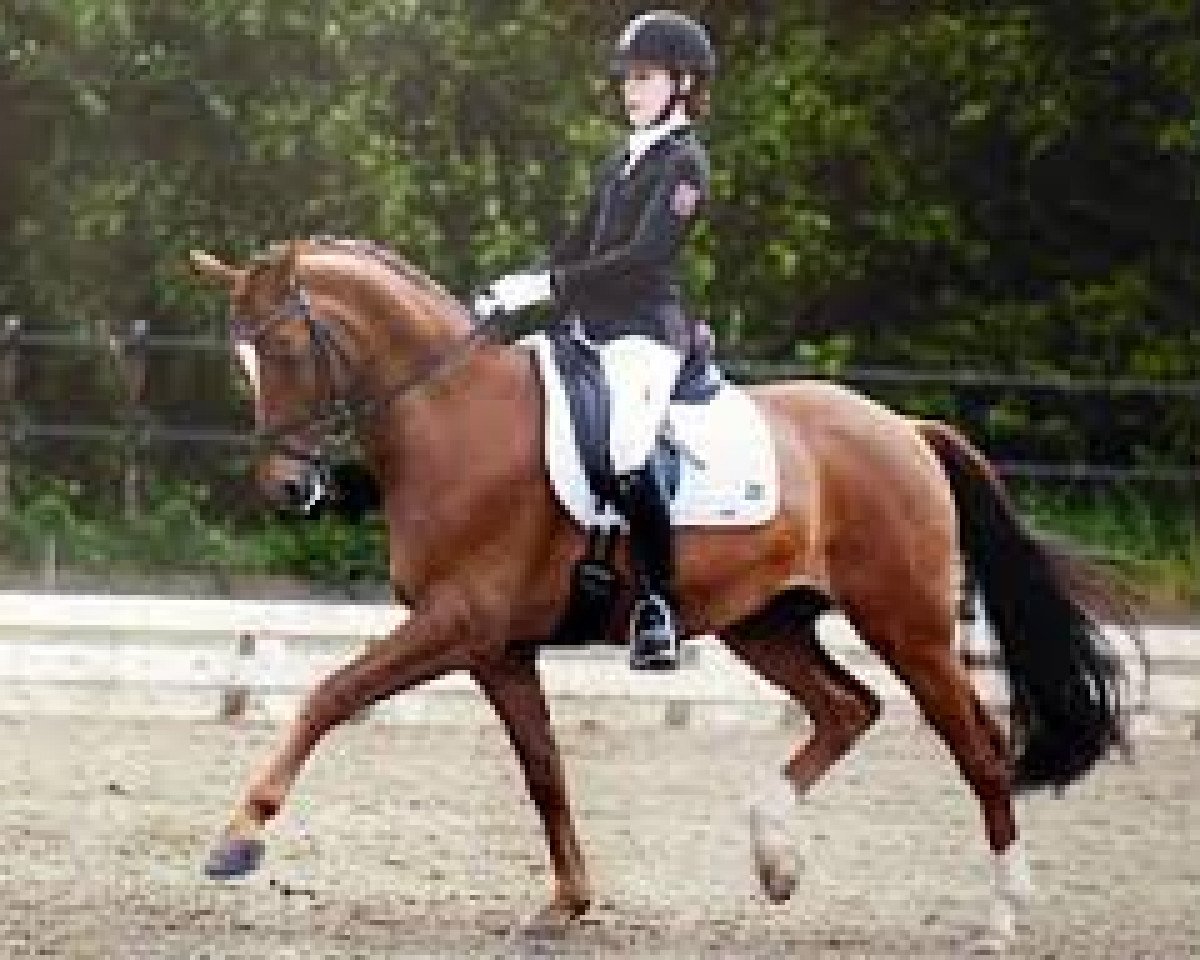 dressage horse Fin C WE (German Riding Pony, 2003, from Famos)