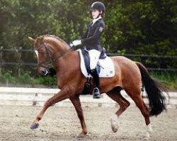 dressage horse Fin C WE (German Riding Pony, 2003, from Famos)