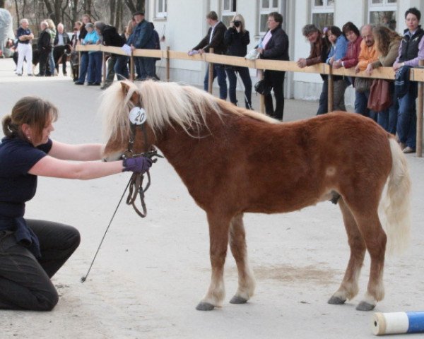 Deckhengst Gero (Shetland Pony, 2008, von Gino)