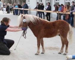 stallion Gero (Shetland Pony, 2008, from Gino)