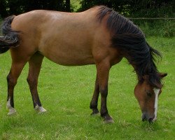 broodmare Stella (unknown, 1996)