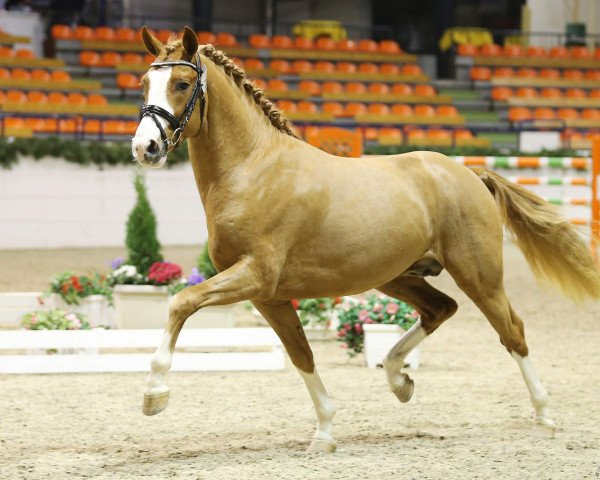 stallion Schierensees Mr.nice Guy (German Riding Pony, 2011, from Schierensees Marillion)