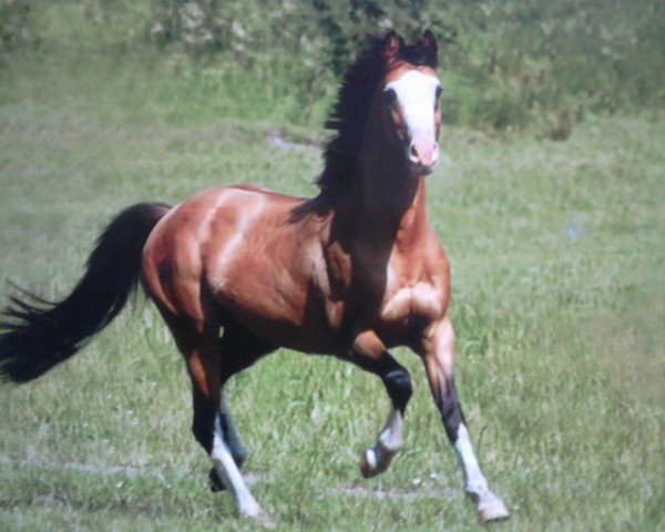 stallion Schierensees Marillion (German Riding Pony, 2007, from The Braes My Mobility)