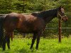 broodmare Göttin (Trakehner, 1992, from Goerlitz)