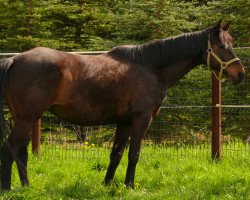 broodmare Göttin (Trakehner, 1992, from Goerlitz)