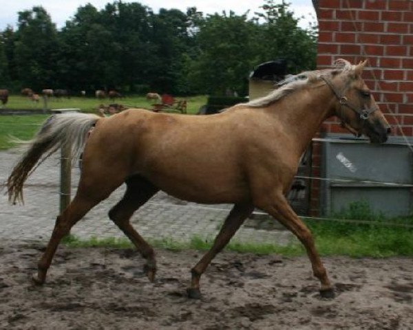 Zuchtstute Tia Amarti (Niederländisches Pony, 2009, von Orchard Limb-Lopper)