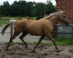 broodmare Tia Amarti (Dutch Pony, 2009, from Orchard Limb-Lopper)