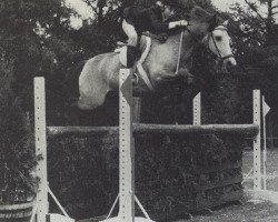 horse La Paloma (New Forest Pony,  , from Floki)