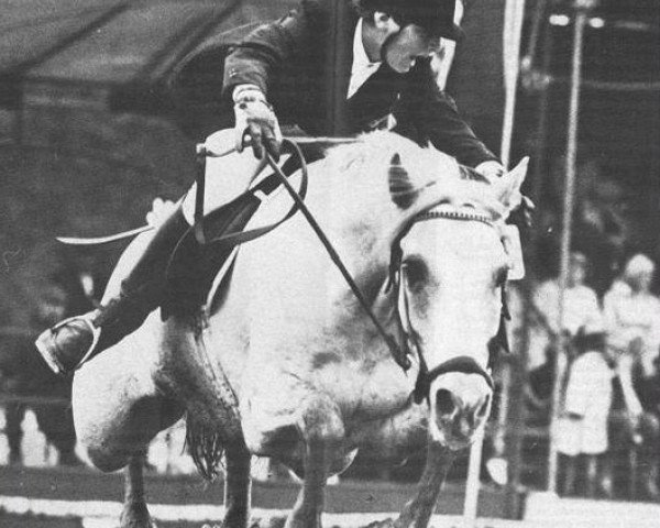 Pferd Zorgvlied's Brando (New-Forest-Pony,  , von Oosterbroek Arthur)