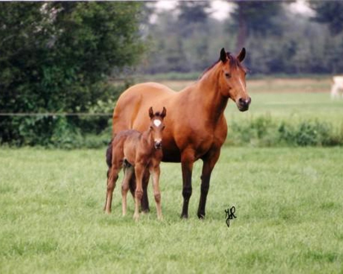 Zuchtstute Weverijk's Santana (New-Forest-Pony, 1978, von Kantje's Sjonny)