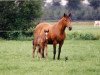 Zuchtstute Weverijk's Santana (New-Forest-Pony, 1978, von Kantje's Sjonny)