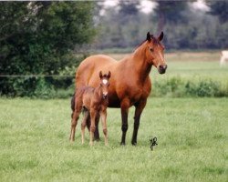 Zuchtstute Weverijk's Santana (New-Forest-Pony, 1978, von Kantje's Sjonny)