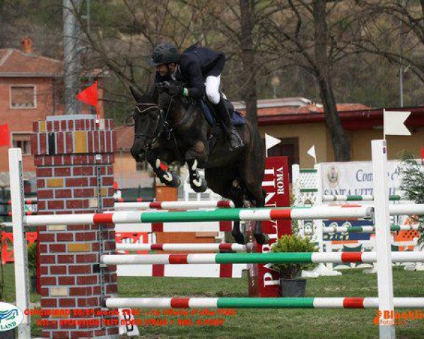 Pferd Watershof Ivanka (New-Forest-Pony, 1995, von Kantje's Ronaldo)