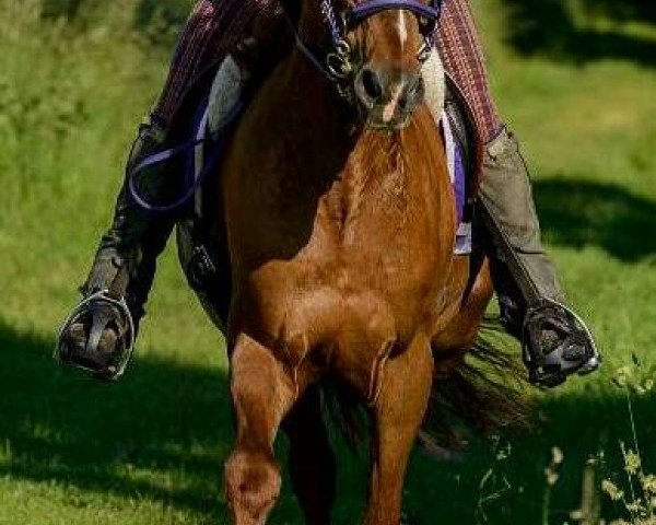 horse Monticello (Westphalian, 2003, from Mumm)