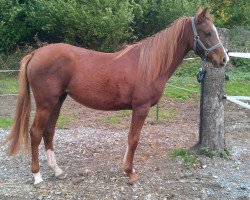 horse Kessy Kay (German Riding Pony, 2012)