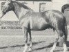 stallion Nurmi (Hanoverian, 1975, from Nomade)