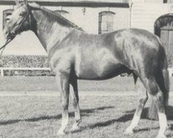 stallion Nurmi (Hanoverian, 1975, from Nomade)