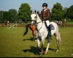 jumper Showman 22 (Polish Warmblood, 2008, from Rhytmus S)