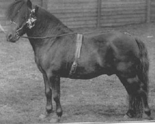 Deckhengst Thoreau (Shetland Pony, 1903, von Odin)