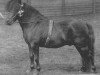 stallion Thoreau (Shetland Pony, 1903, from Odin)