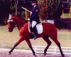 Pferd Loustic (Deutsches Reitpony, 1999)