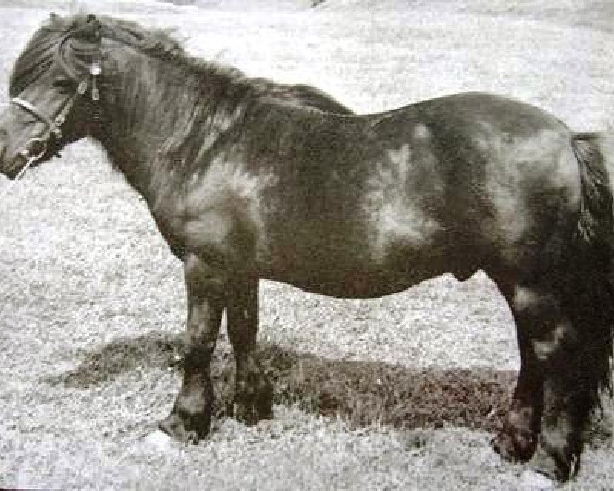 Deckhengst Rustic Sprite of Standen (Shetland Pony, 1929, von Fairy Lamp)
