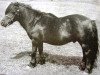 Deckhengst Rustic Sprite of Standen (Shetland Pony, 1929, von Fairy Lamp)