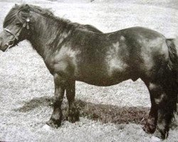 Deckhengst Rustic Sprite of Standen (Shetland Pony, 1929, von Fairy Lamp)