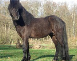 stallion Nepomuk von Elisenruh (Iceland Horse, 1998, from Niklas vom Wiesenhof)