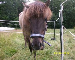 horse Niklas (Iceland Horse, 2004, from Nepomuk von Elisenruh)